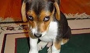 What To Do About Pet Odor