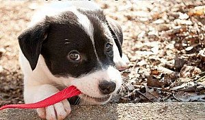 What Type Of Spotter Should I Use?