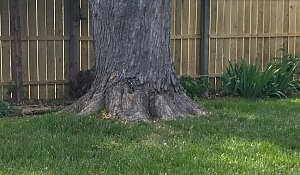 summer carpet cleaning